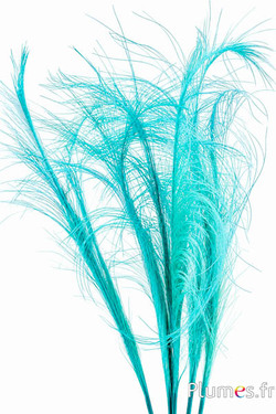 Faisan Hoki - 45-50 cm - vert d´eau